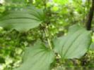 Smilax Riparid Saponins 